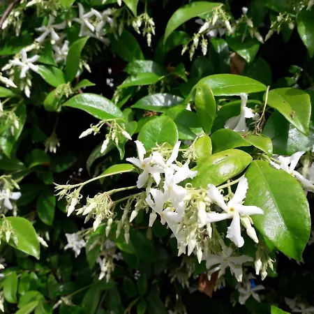 Materdei Terrace Appartement *